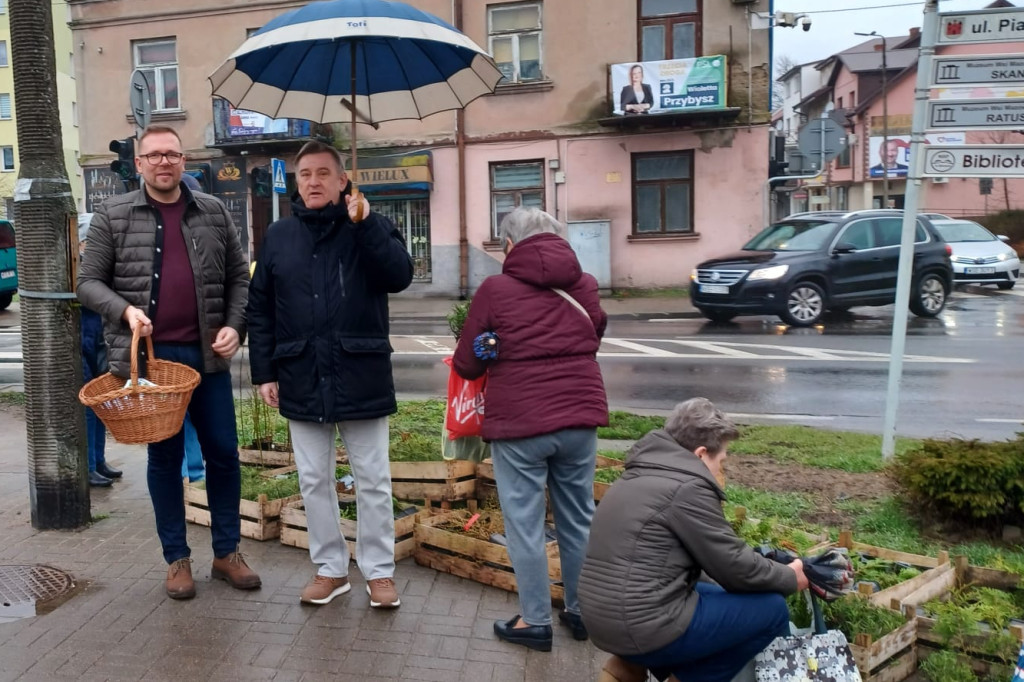 Drzewko na wiosnę