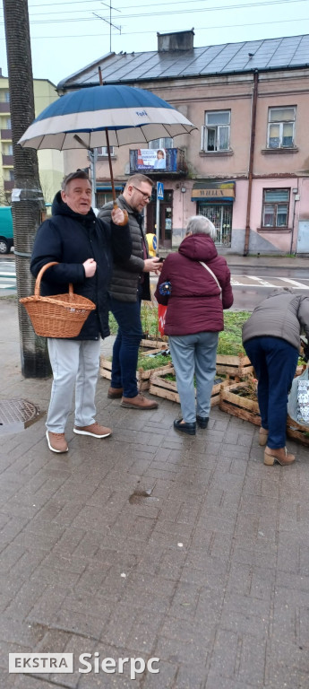 Drzewko na wiosnę