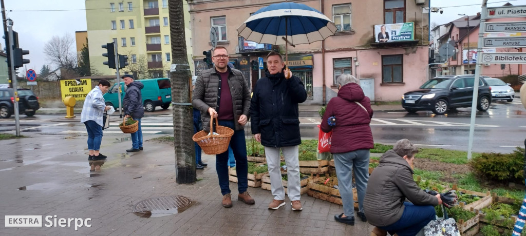 Drzewko na wiosnę