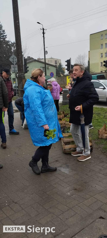 Drzewko na wiosnę