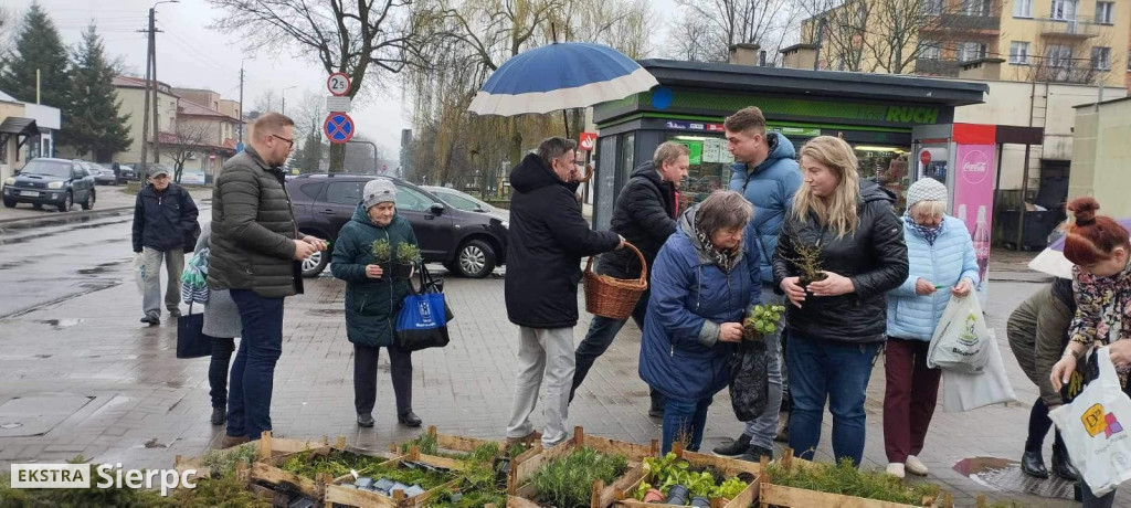 Drzewko na wiosnę