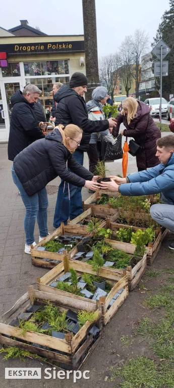 Drzewko na wiosnę