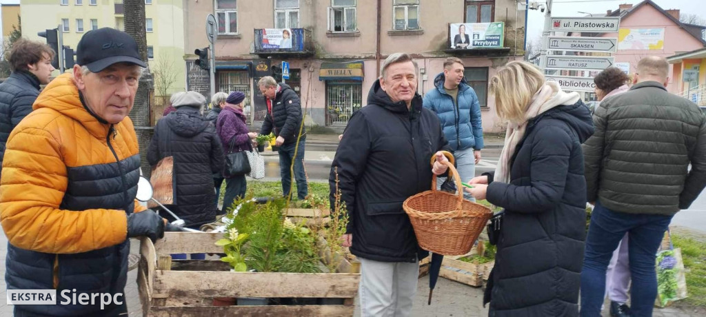 Drzewko na wiosnę