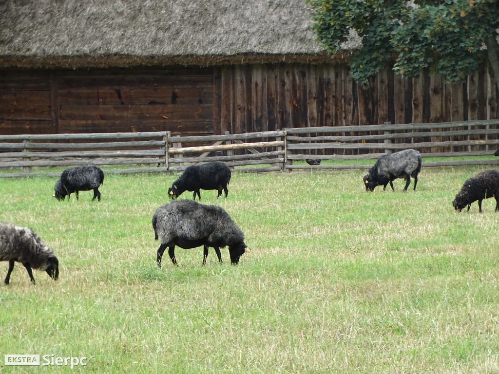 Miodobranie w skansenie