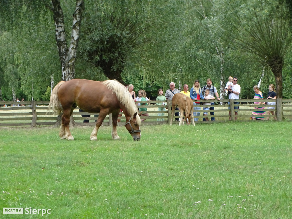 Miodobranie w skansenie