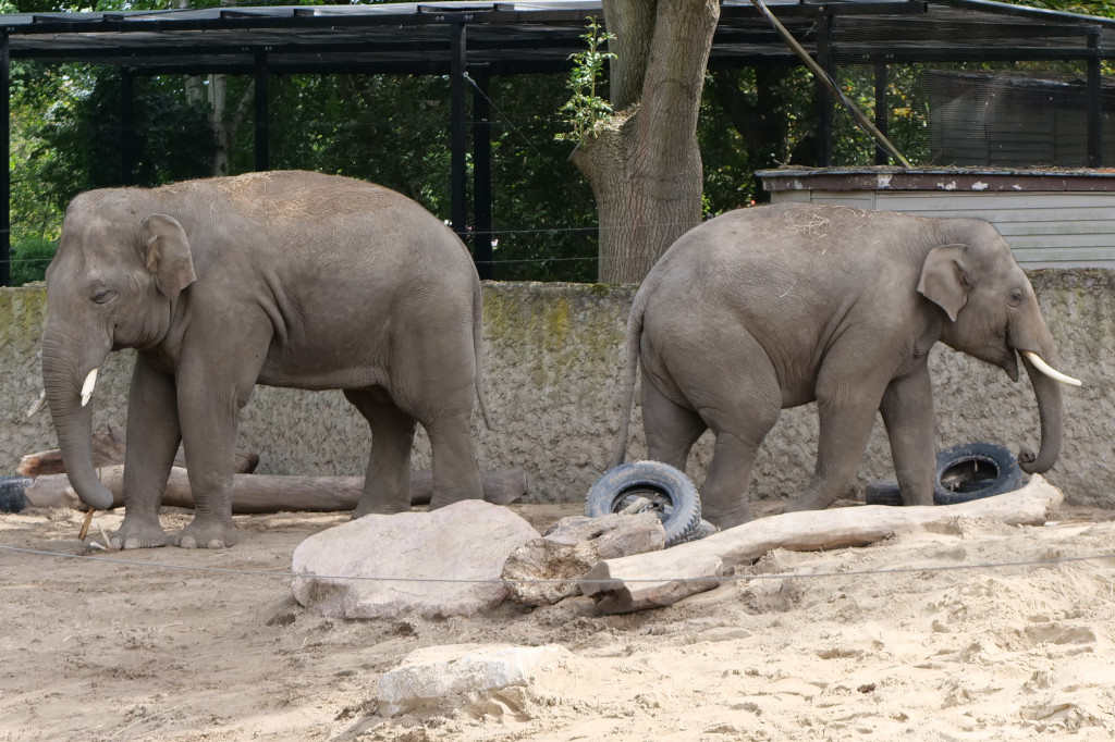 Płockie ZOO