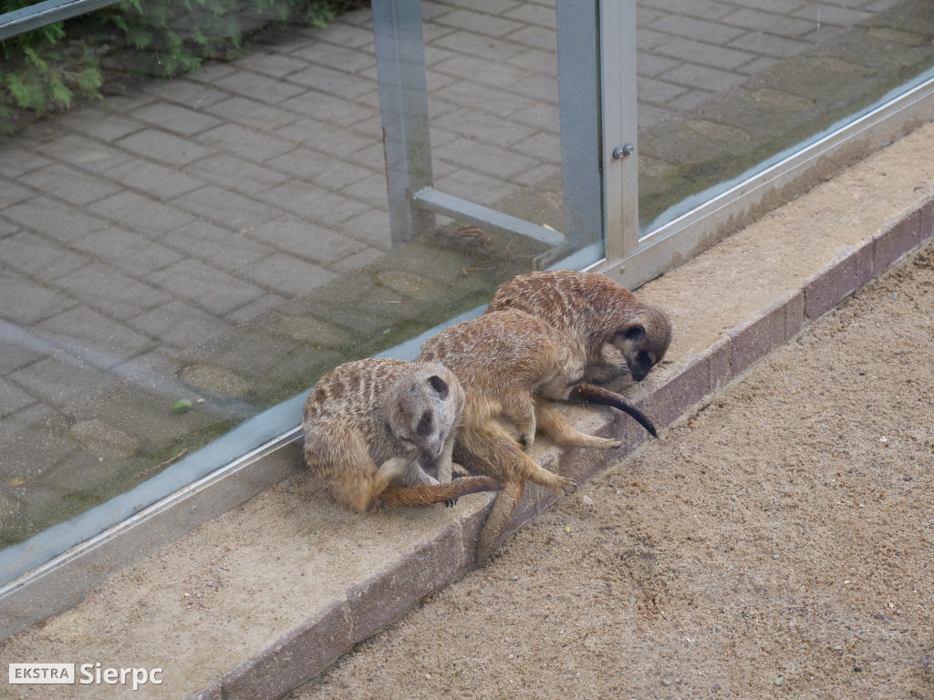 Płockie ZOO