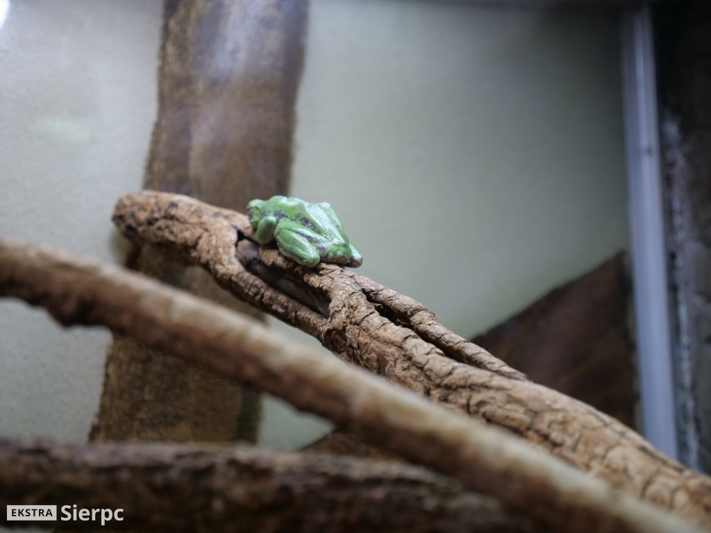 Płockie ZOO