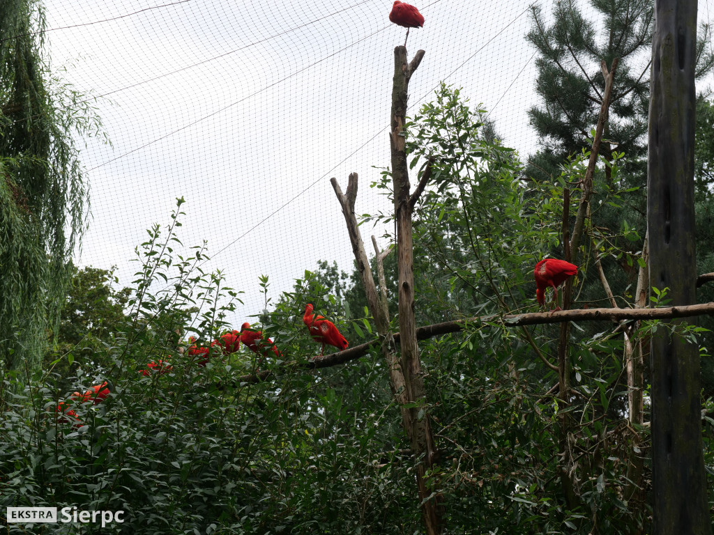 Płockie ZOO