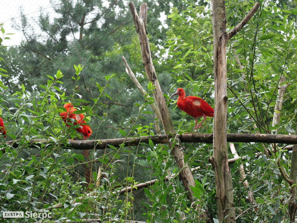 Płockie ZOO