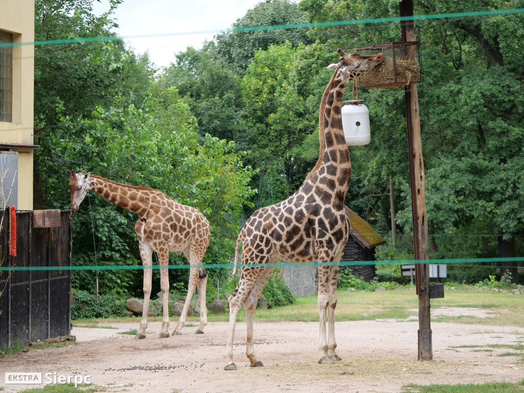 Płockie ZOO