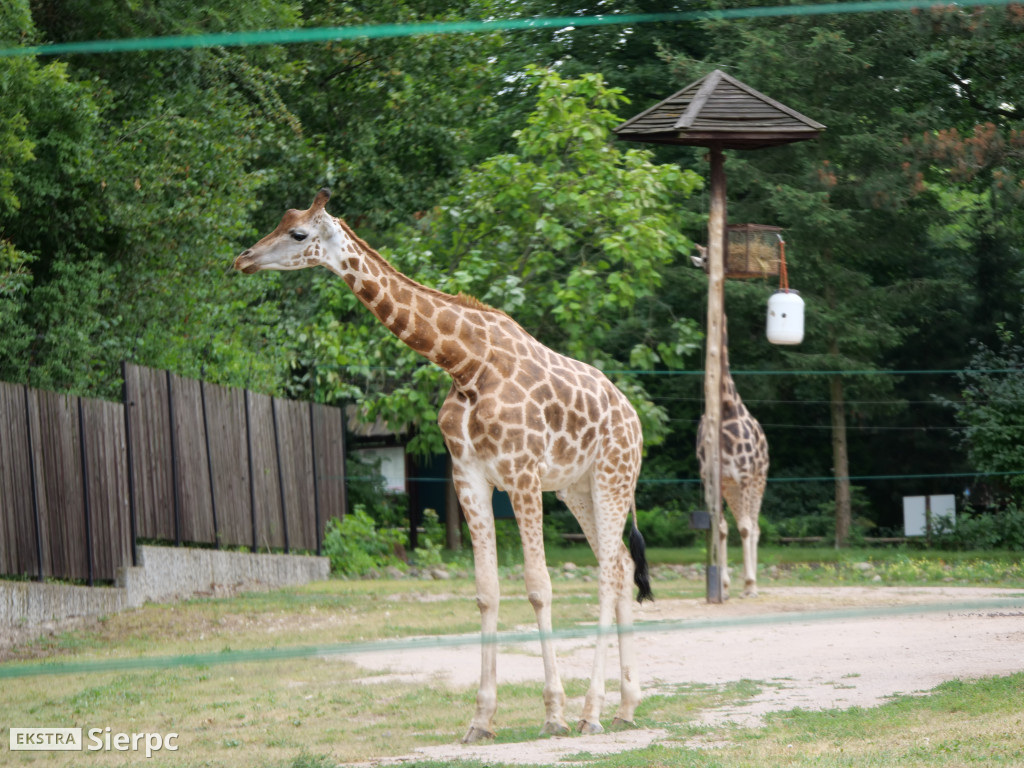 Płockie ZOO