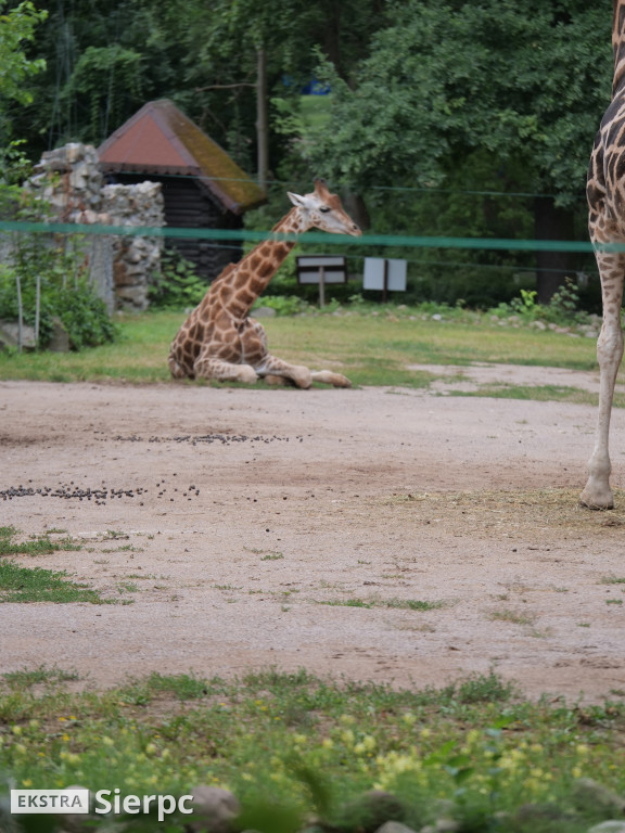 Płockie ZOO