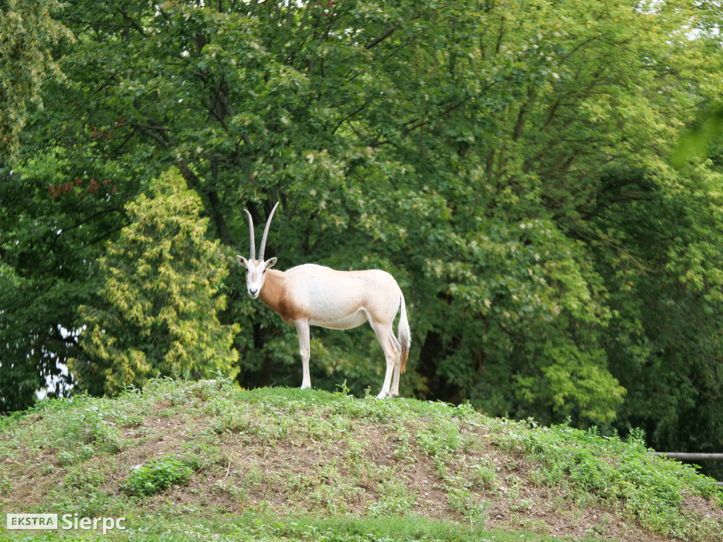 Płockie ZOO