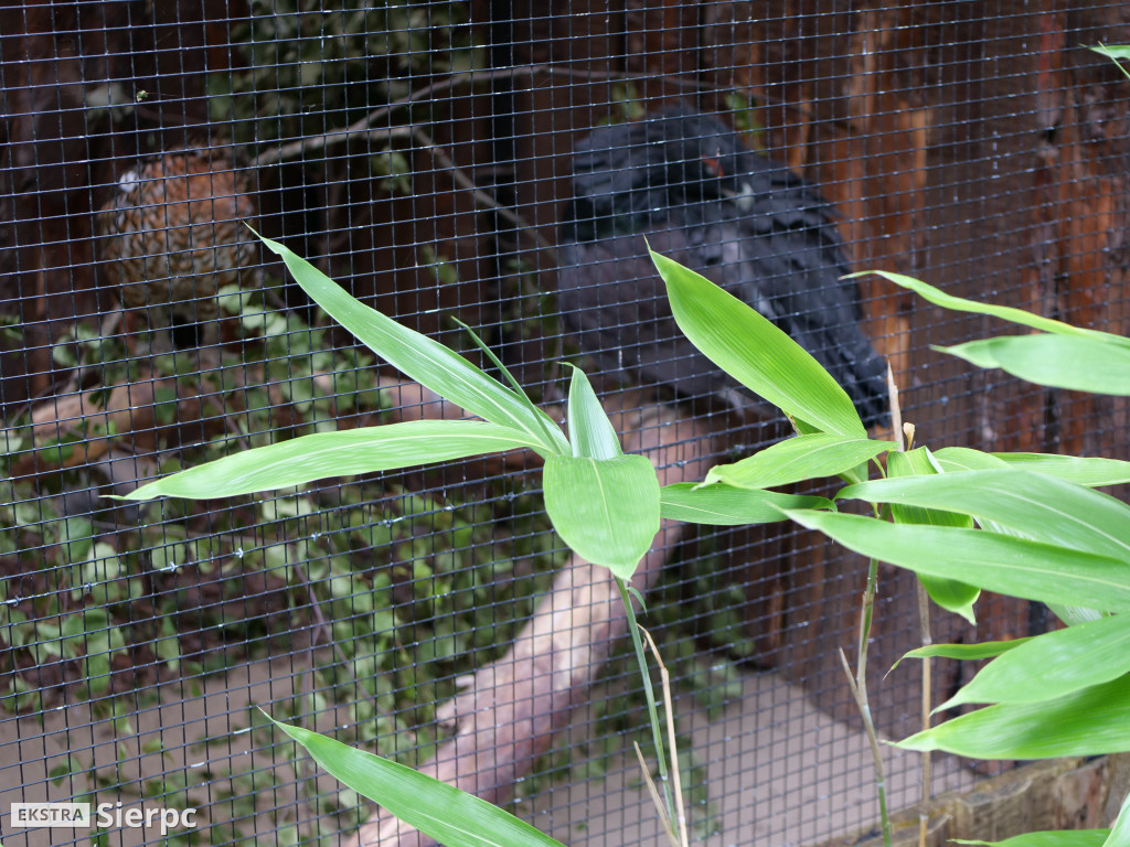 Płockie ZOO