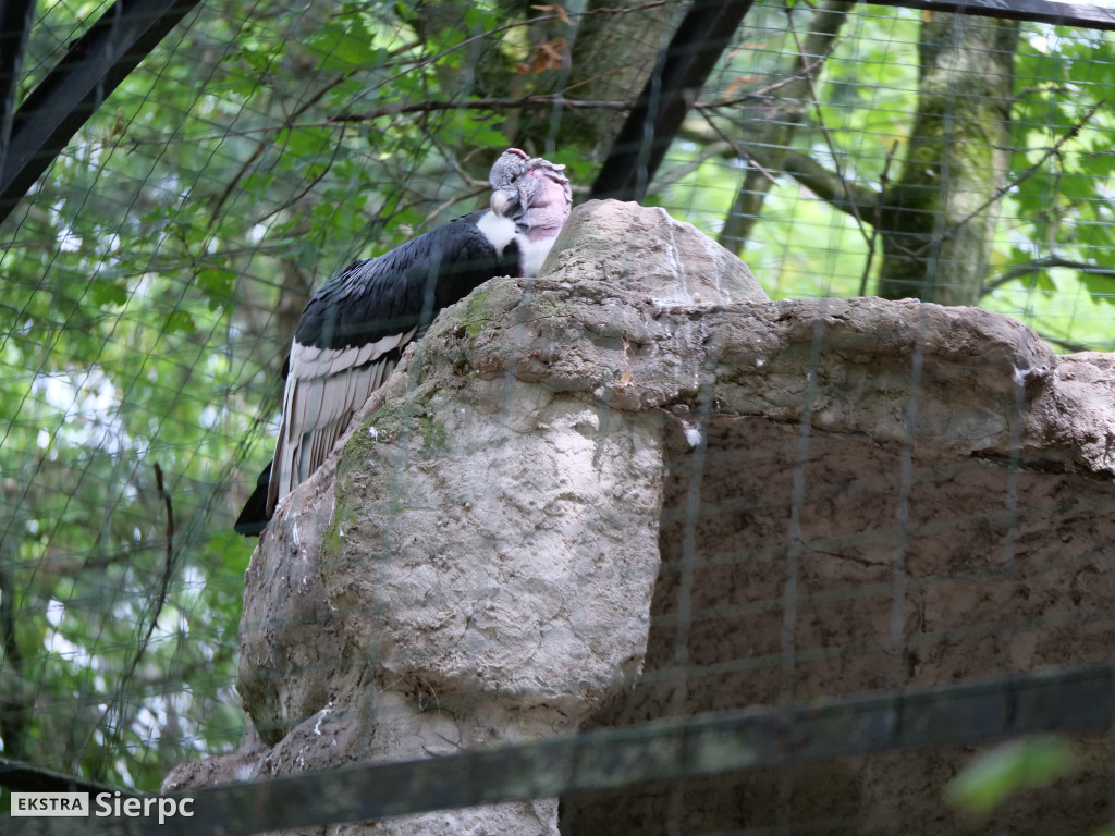 Płockie ZOO