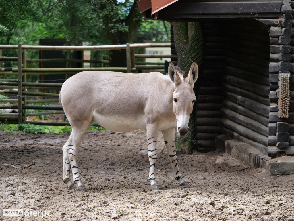 Płockie ZOO