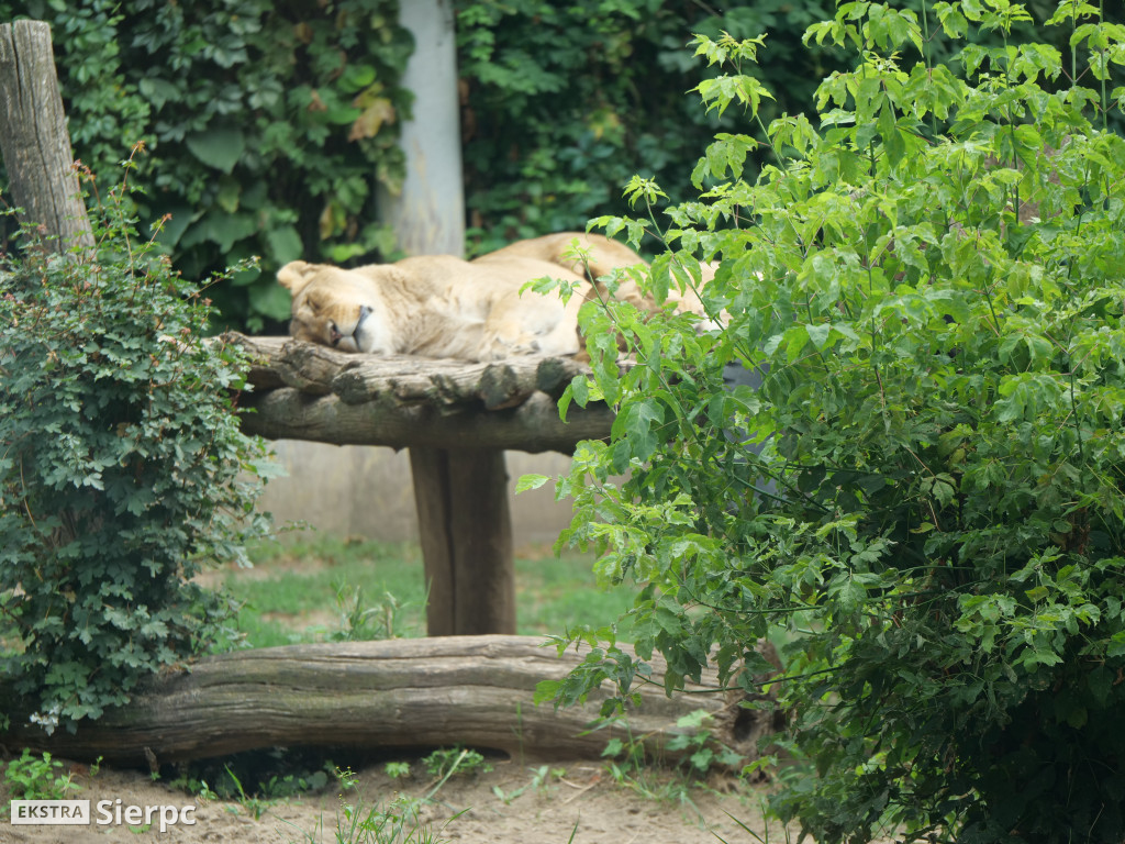 Płockie ZOO