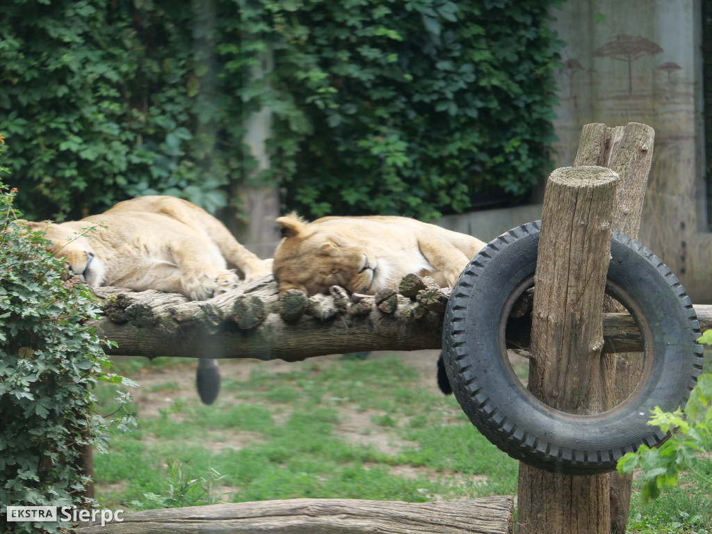 Płockie ZOO