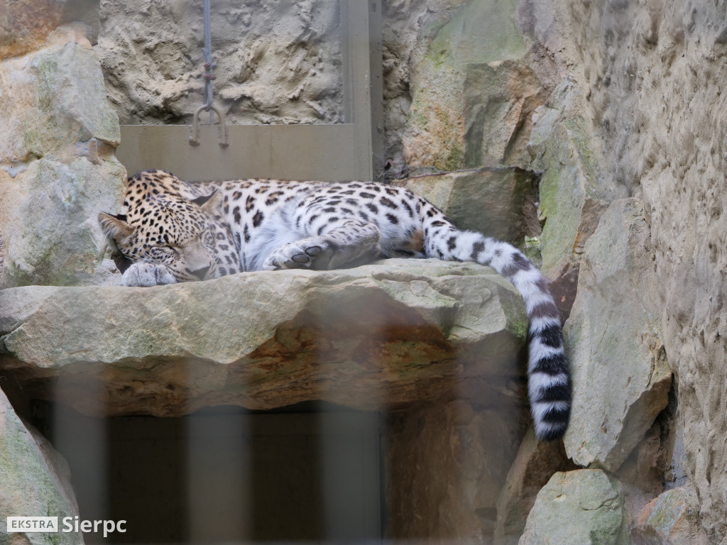 Płockie ZOO