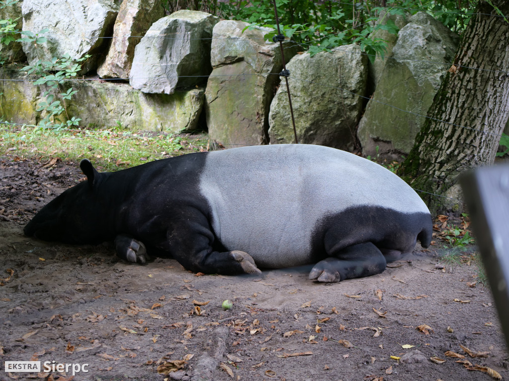 Płockie ZOO