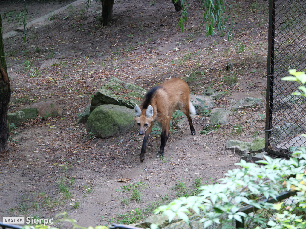 Płockie ZOO