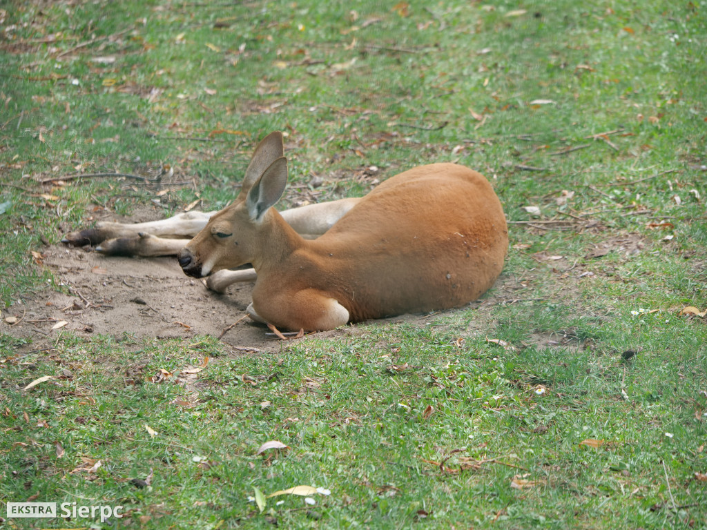 Płockie ZOO