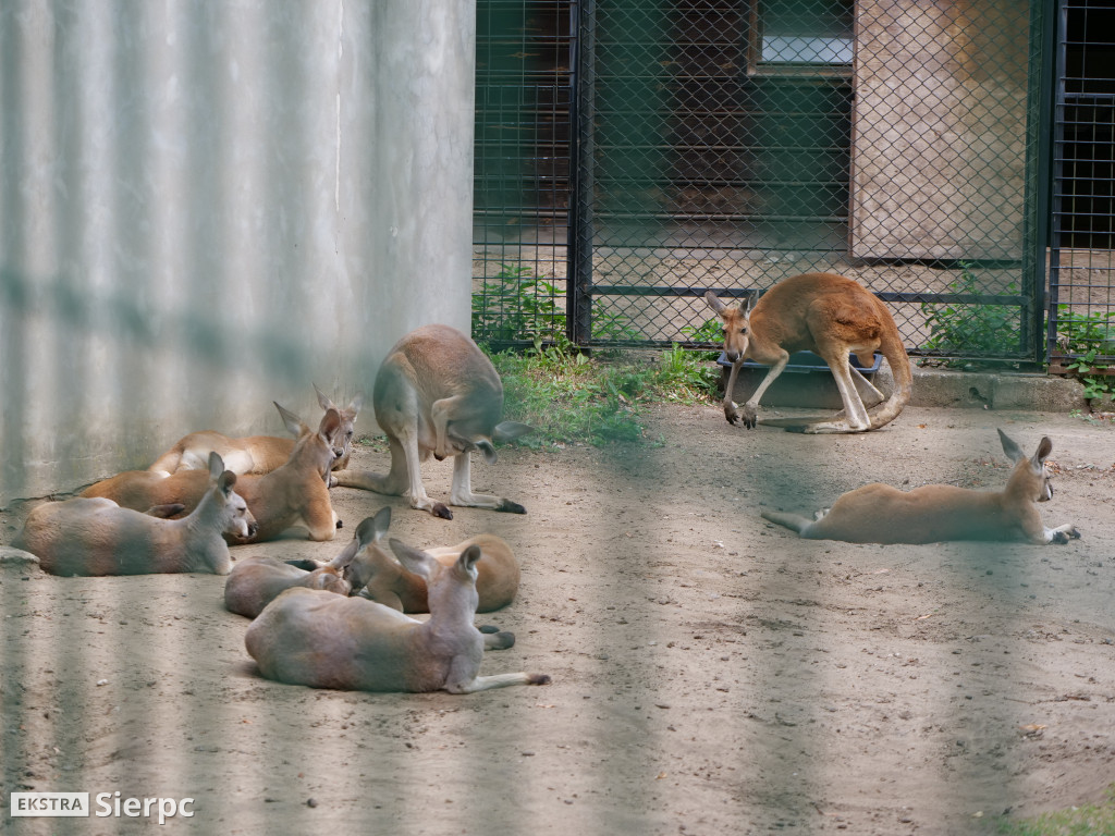 Płockie ZOO