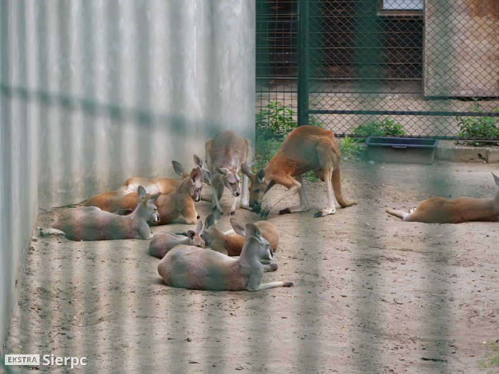 Płockie ZOO