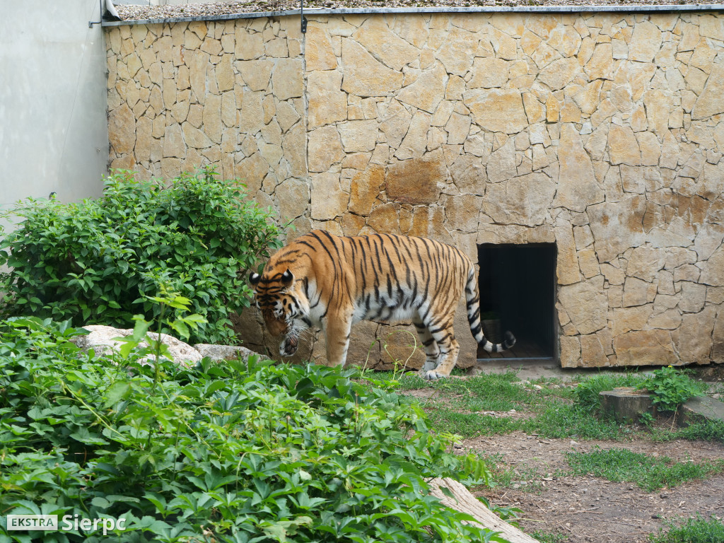 Płockie ZOO