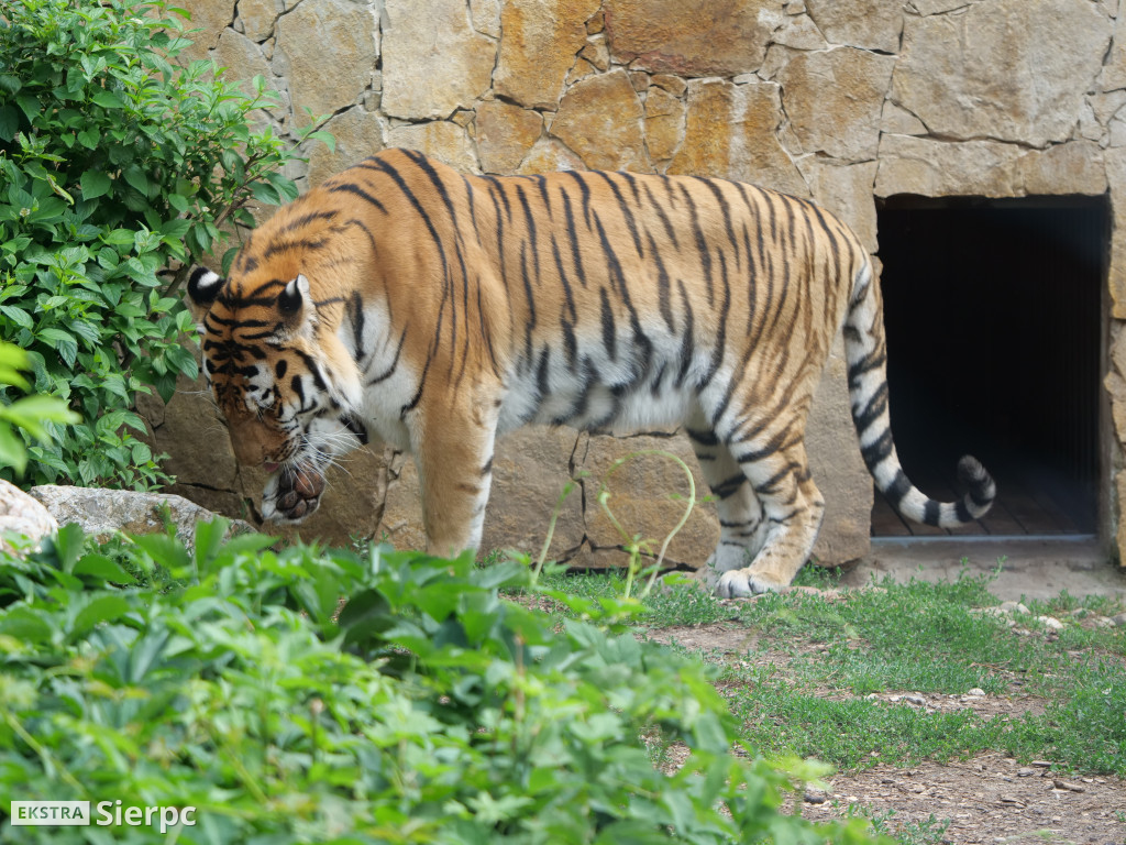 Płockie ZOO