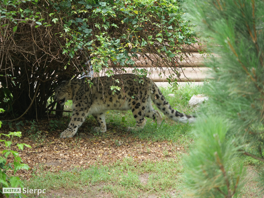 Płockie ZOO