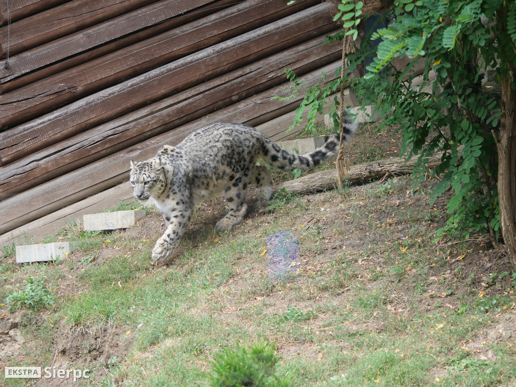 Płockie ZOO