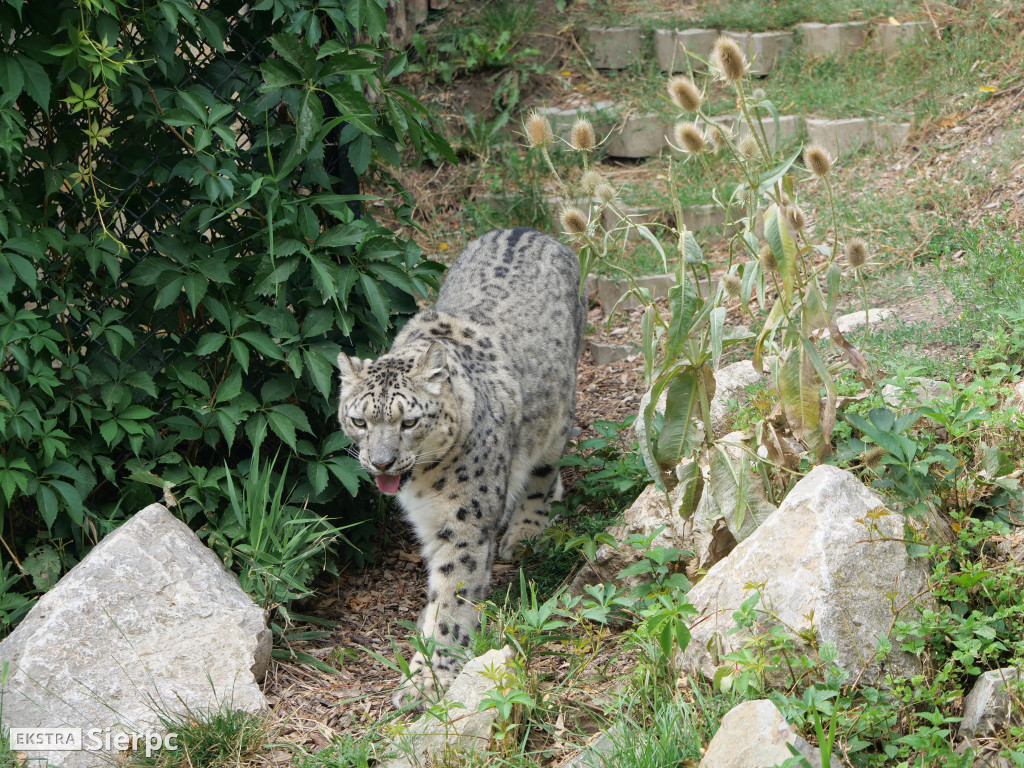 Płockie ZOO