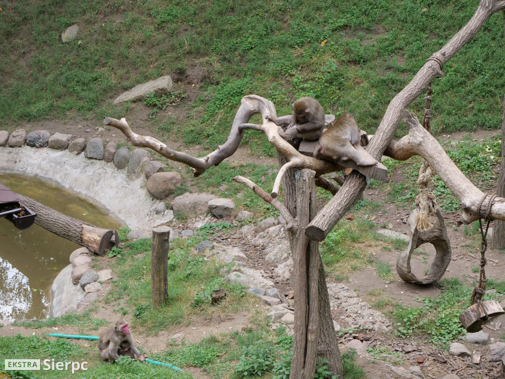 Płockie ZOO