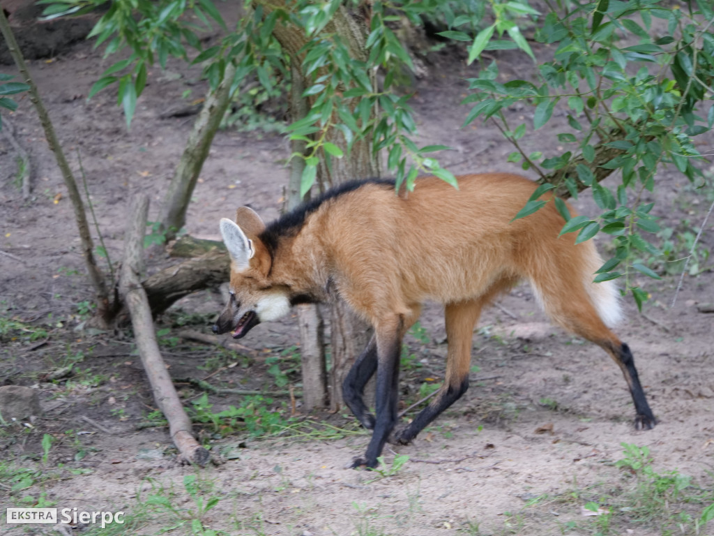 Płockie ZOO