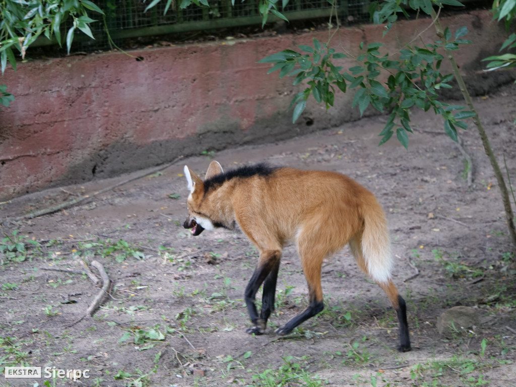 Płockie ZOO