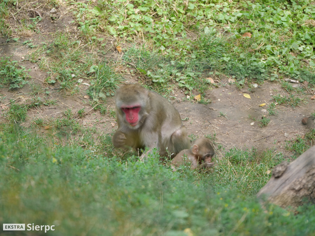 Płockie ZOO