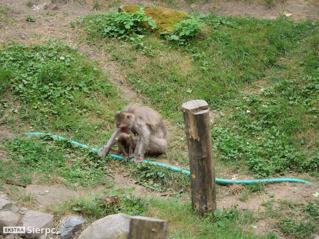 Płockie ZOO