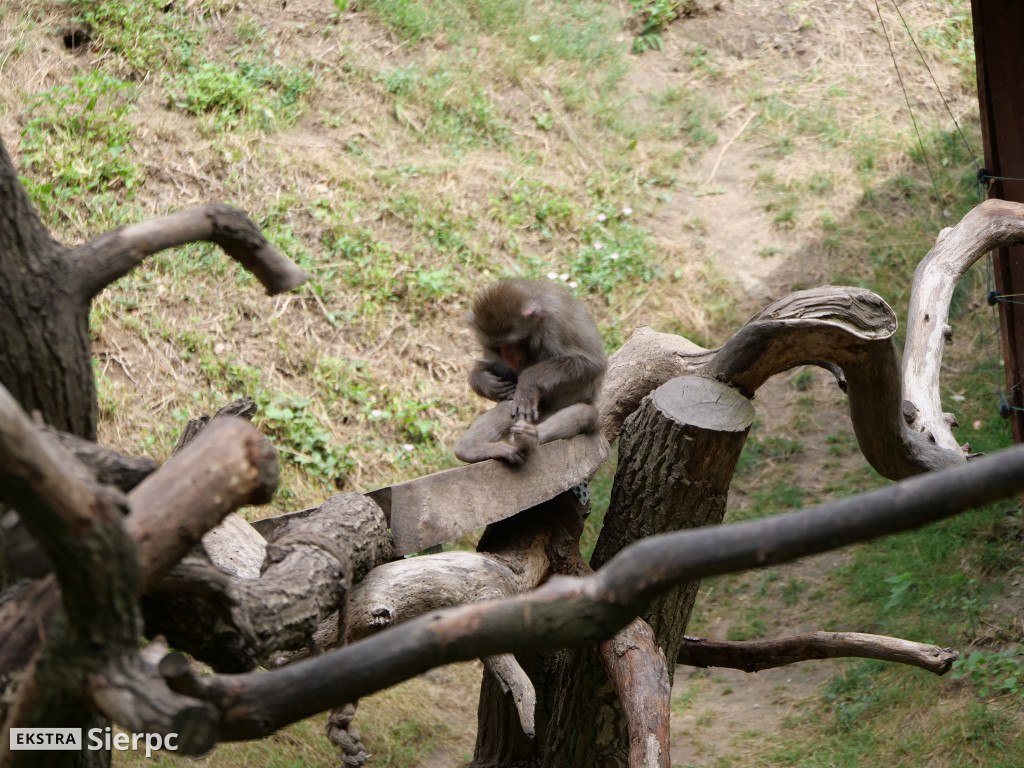 Płockie ZOO