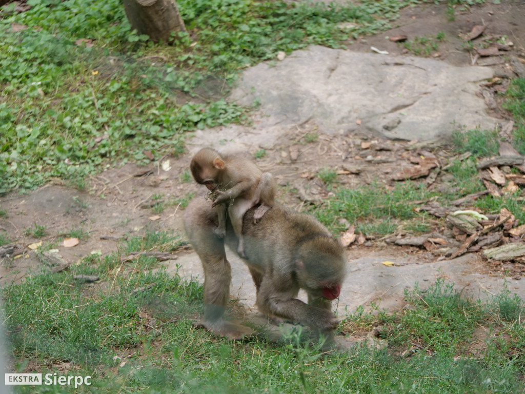 Płockie ZOO