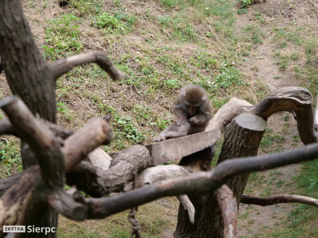 Płockie ZOO