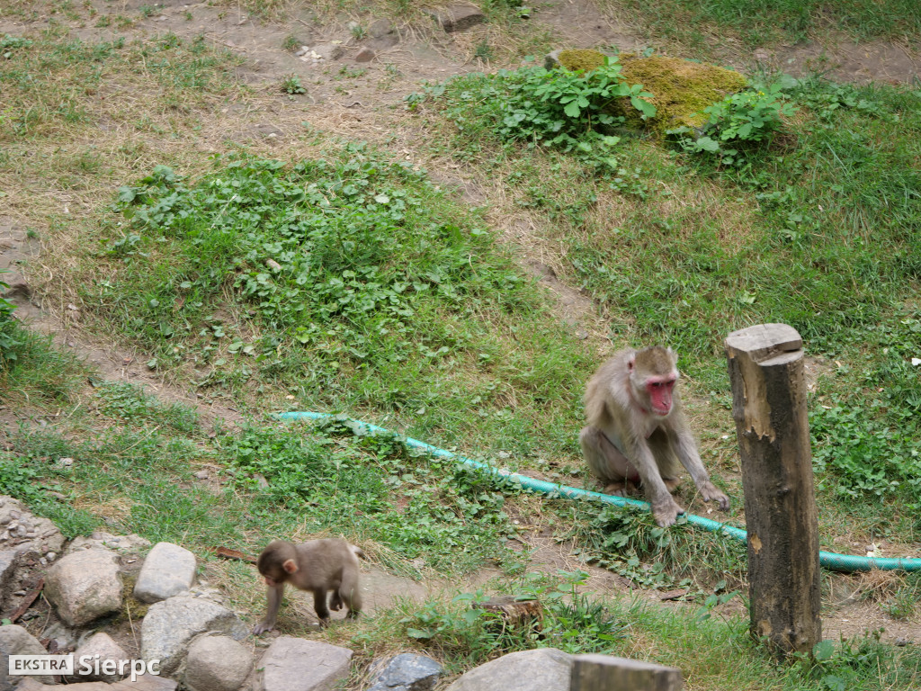 Płockie ZOO