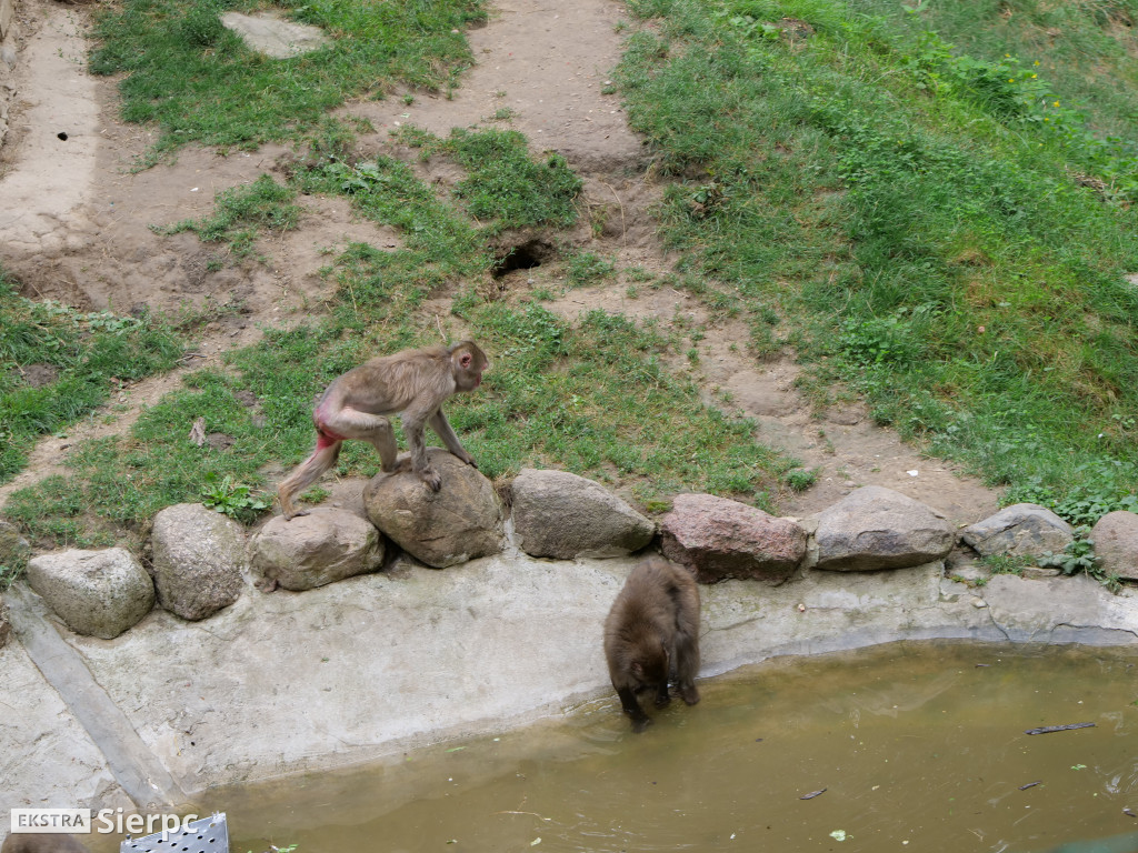 Płockie ZOO