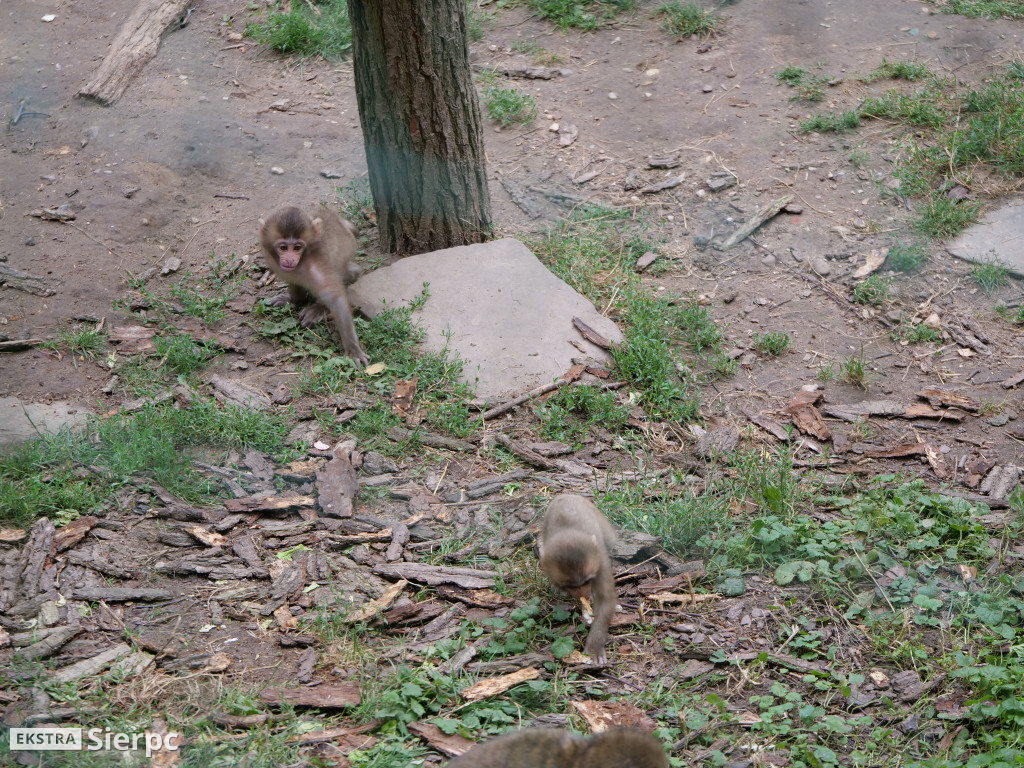 Płockie ZOO