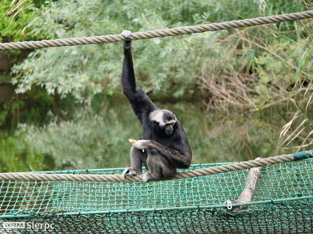 Płockie ZOO