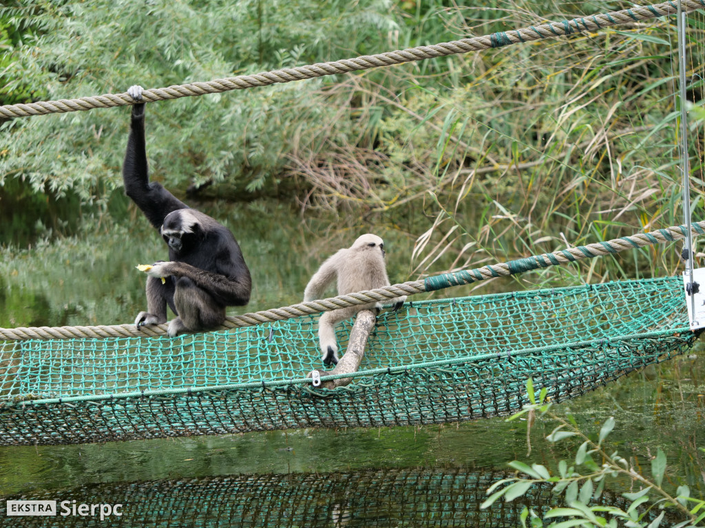 Płockie ZOO