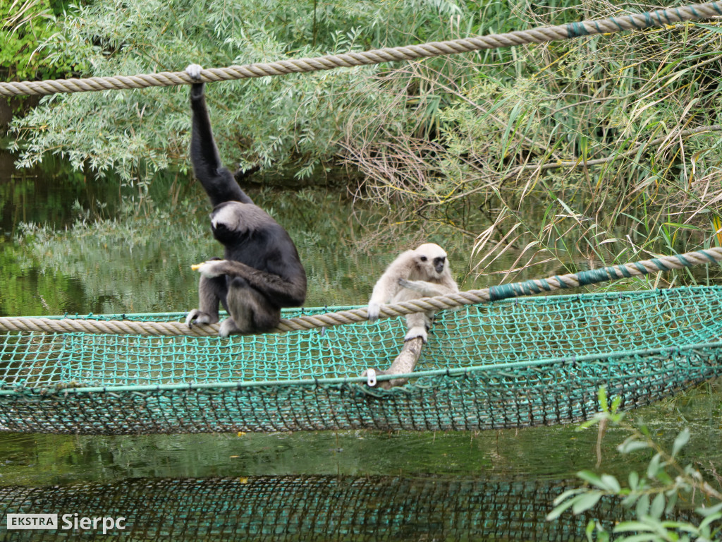 Płockie ZOO