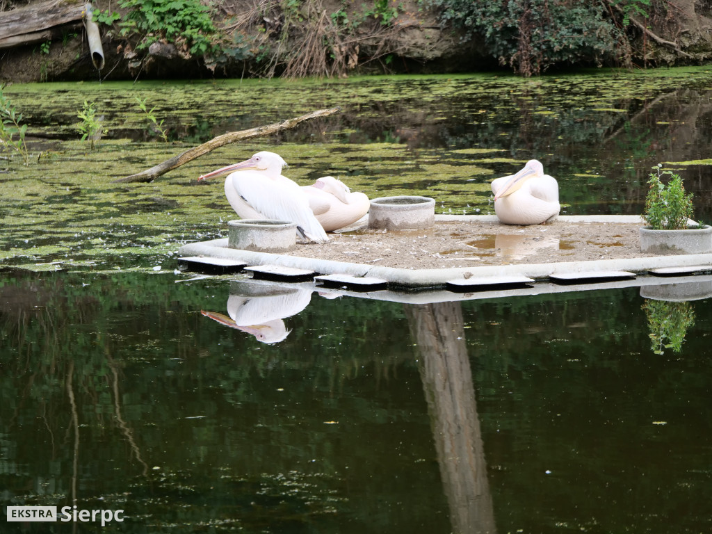 Płockie ZOO