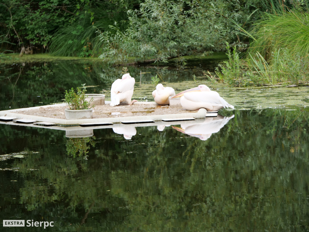 Płockie ZOO